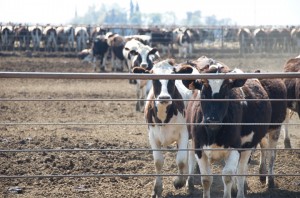 Tulare County, CA. March 21, 2008